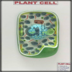 Plant Cell Model